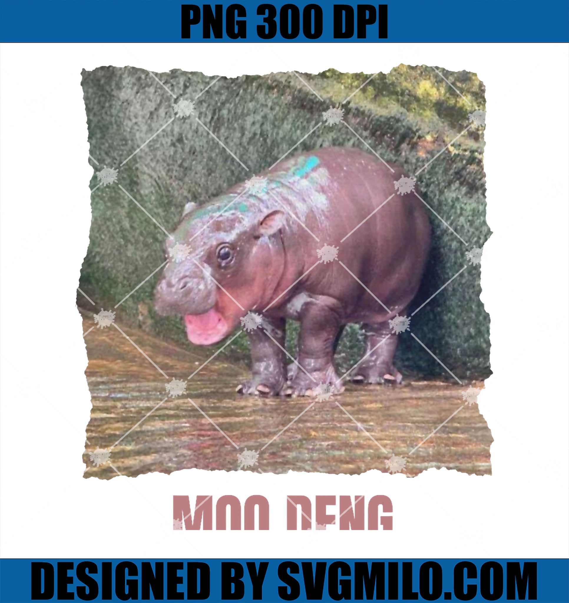 Baby Pygmy Hippo Moo Deng Funny PNG