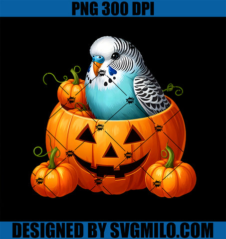 Blue Budgie Sitting in a Halloween Pumpkin PNG