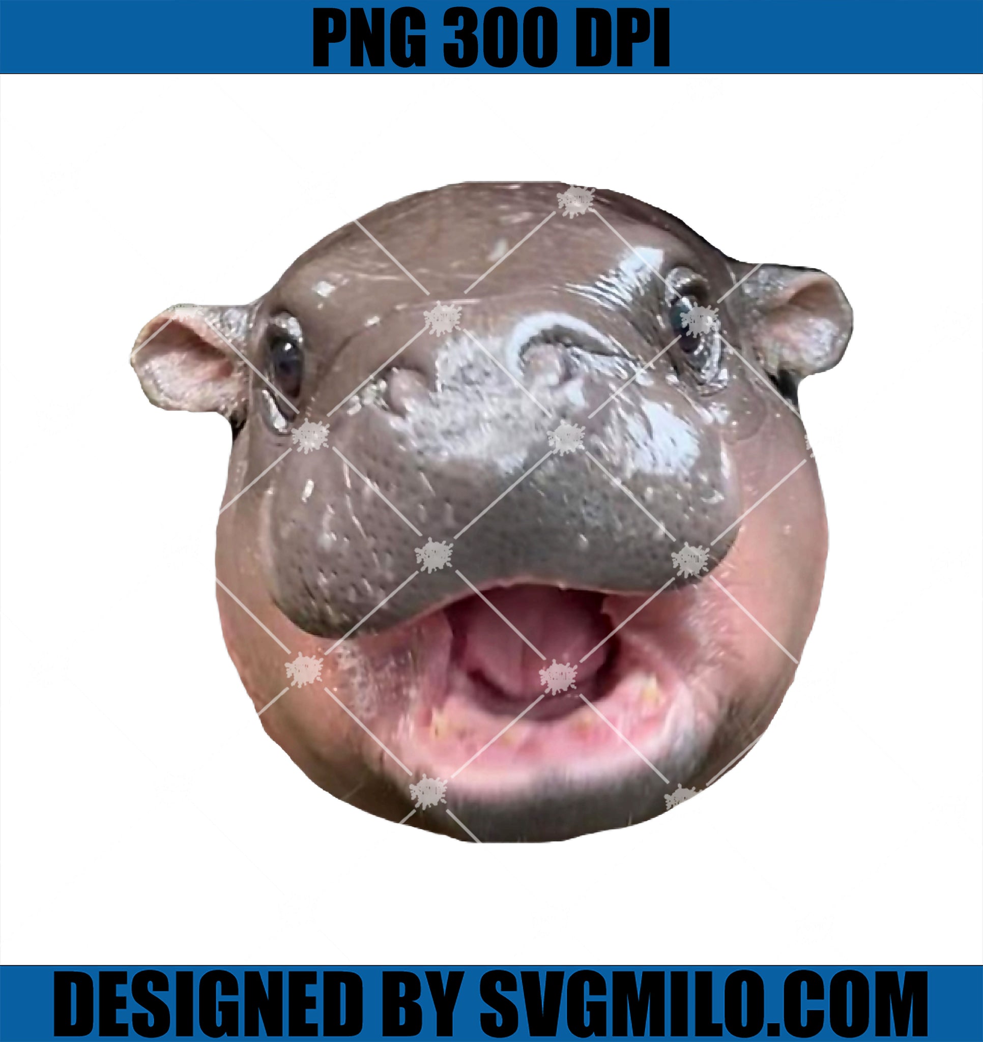 Moo Deng Bouncy Pig PNG, The Cute Baby Hippo Face PNG